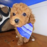 Andre Poodle 04