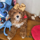Anna Goldendoodle 01