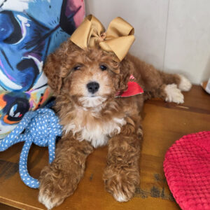 Anna Goldendoodle 01 Anna Goldendoodle 01
