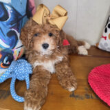 Anna Goldendoodle 03