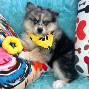 Archibald Pomsky 01 Archibald Pomsky 01