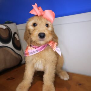 Asha Goldendoodle 01 Asha Goldendoodle 01