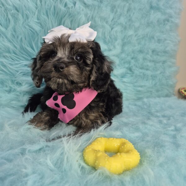 Ashley Cavapoo 01