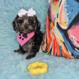 Ashley Cavapoo 02