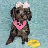 Ashley Cavapoo 03