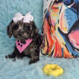 Ashley Cavapoo 04