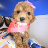 Asteria Cavapoo 01