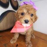 Asteria Cavapoo 03