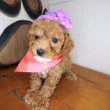 Asteria Cavapoo 04