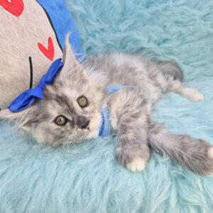 Aurora Maine Coon 01 Aurora Maine Coon 01