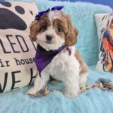 Austen Cavapoo 01