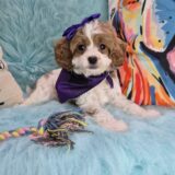 Austen Cavapoo 02