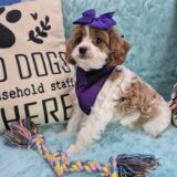 Austen Cavapoo 03