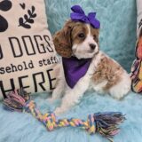 Austen Cavapoo 04