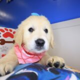 Autumn Golden Retriever 02