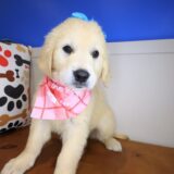 Autumn Golden Retriever 03