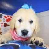 Autumn Golden Retriever 04