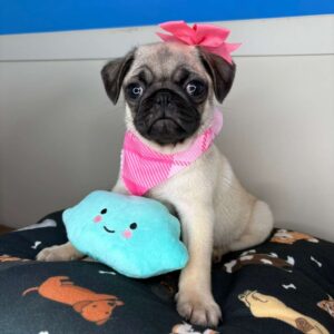 Azula Pug 01
