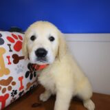 Beamer Golden Retriever 01