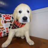 Beamer Golden Retriever 02