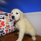 Beamer Golden Retriever 03