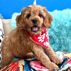 Benjamin Cavapoo 01 Benjamin Cavapoo 01