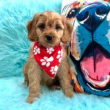Benjamin Cavapoo 02