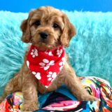 Benjamin Cavapoo 03