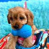 Benjamin Cavapoo 04
