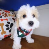 Benjamin Maltipoo 1