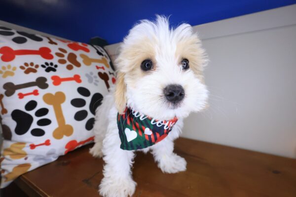 Benjamin Maltipoo 1