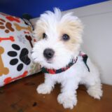Benjamin Maltipoo 2