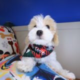 Benjamin Maltipoo 3