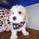 Benjamin Maltipoo 4