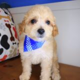 Benno Maltipoo 01