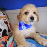 Benno Maltipoo 02