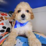 Benno Maltipoo 03