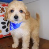 Benno Maltipoo 04