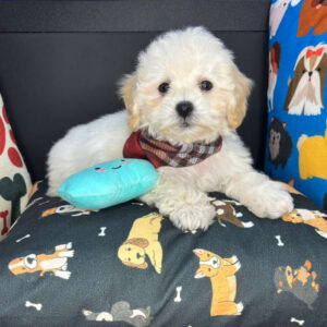 Bentley Bichapoo 01 Bentley Bichapoo 01