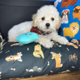 Bentley Bichapoo 03