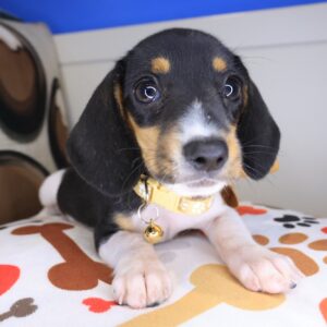 Bernie Dachshund 01 Bernie Dachshund 01
