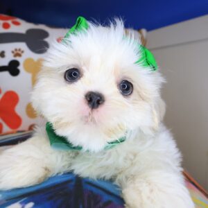 Bird Shih Tzu 01 Bird Shih Tzu 01