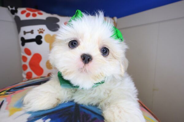 Bird Shih Tzu 01