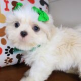 Bird Shih Tzu 02