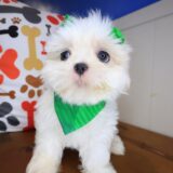 Bird Shih Tzu 04