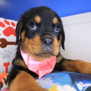 Bitsy Rottweiler 01 Bitsy Rottweiler 01