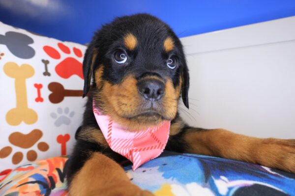 Bitsy Rottweiler 01