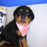 Bitsy Rottweiler 02