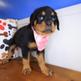 Bitsy Rottweiler 04