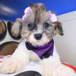 Bliss Shihpoo 01